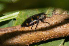 Chrysobothris chrysoela