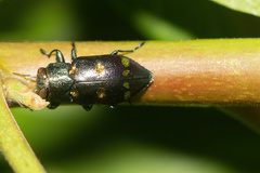 Chrysobothris chrysoela