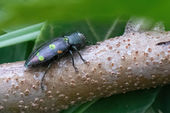 Chrysobothris chrysoela
