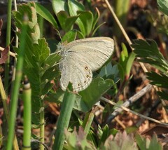 Coenonympha haydenii