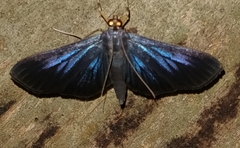 Phostria metalobalis