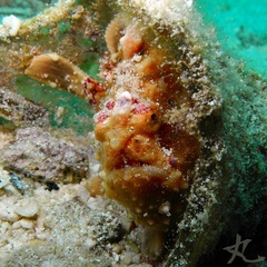 Antennarius maculatus