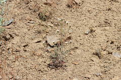 Chaenactis douglasii douglasii
