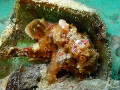 Antennarius maculatus