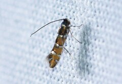 Chrysaster ostensackenella