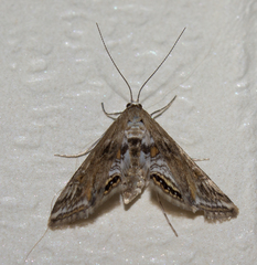 Cataclysta lemnata