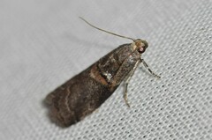 Acrobasis palliolella