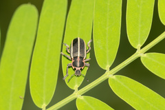 Eudiagogus maryae
