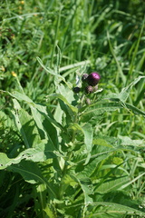Cirsium helenioides