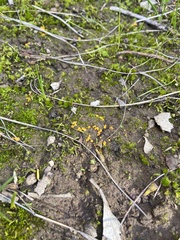 Phaeohelotium baileyanum