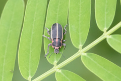 Eudiagogus maryae