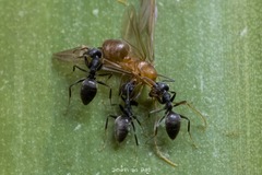 Technomyrmex albipes