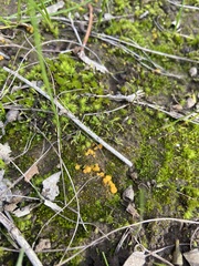 Phaeohelotium baileyanum