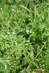 Geranium krylovii