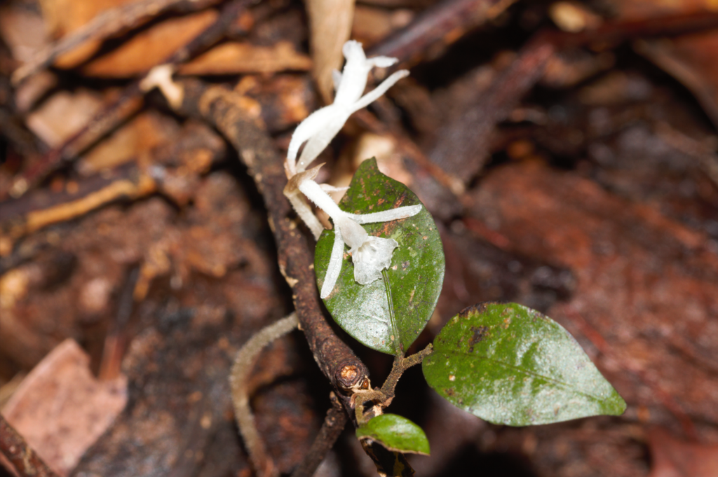 Degranvillea dermaptera