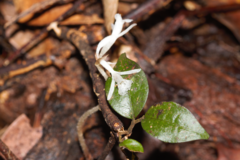 Degranvillea dermaptera