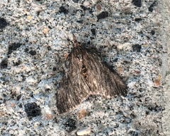 Omphalocera occidentalis