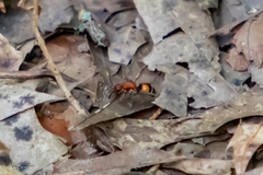 Timulla dubitatiformis