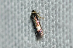 Stigmella multispicata