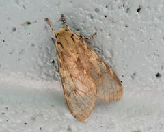 Pseudohemihyalea labecula