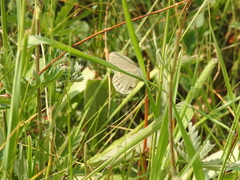 Coenonympha haydenii