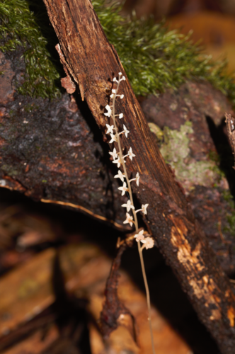 Soridium spruceanum (Soridium spruceanum)