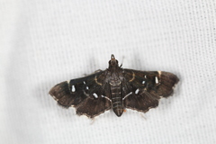 Diathrausta reconditalis