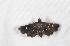 Diathrausta reconditalis