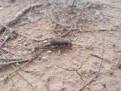 Cryptoglossa variolosa