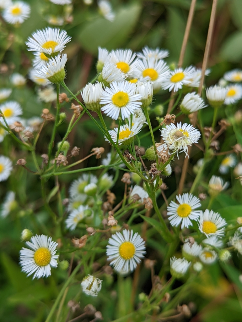 fleabanes and horseweeds from Takoma Park, MD 20912, USA on July 26 ...