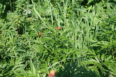 Paeonia anomala