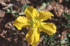 Apodanthera undulata