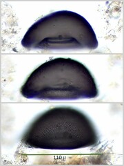 Galeripora discoides