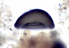 Galeripora discoides