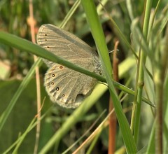 Coenonympha haydenii