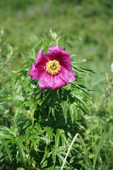 Paeonia anomala