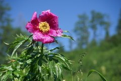 Paeonia anomala
