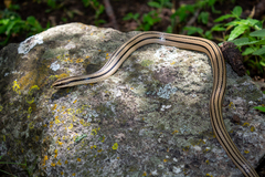 Conophis vittatus