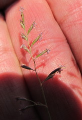 Festuca saximontana