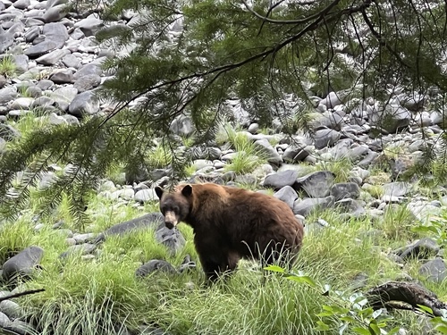 iNaturalist observation photo of American Black Bear