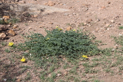 Apodanthera undulata