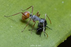 Polyrhachis bicolor