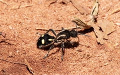 Traumatomutilla parallela