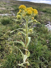 Tephroseris palustris