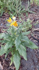 Senecio pseudoarnica