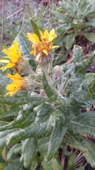 Senecio pseudoarnica
