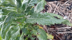 Senecio pseudoarnica