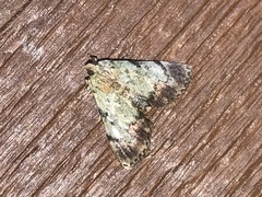 Epipaschia superatalis