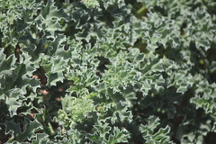 Apodanthera undulata