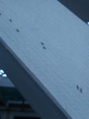 Formicidae